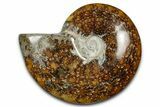Polished Ammonite (Cleoniceras) Fossil - Madagascar #344294-1